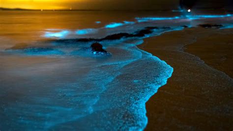 Enter a World of Wonder: Japan's Beaches Illuminated by Lights